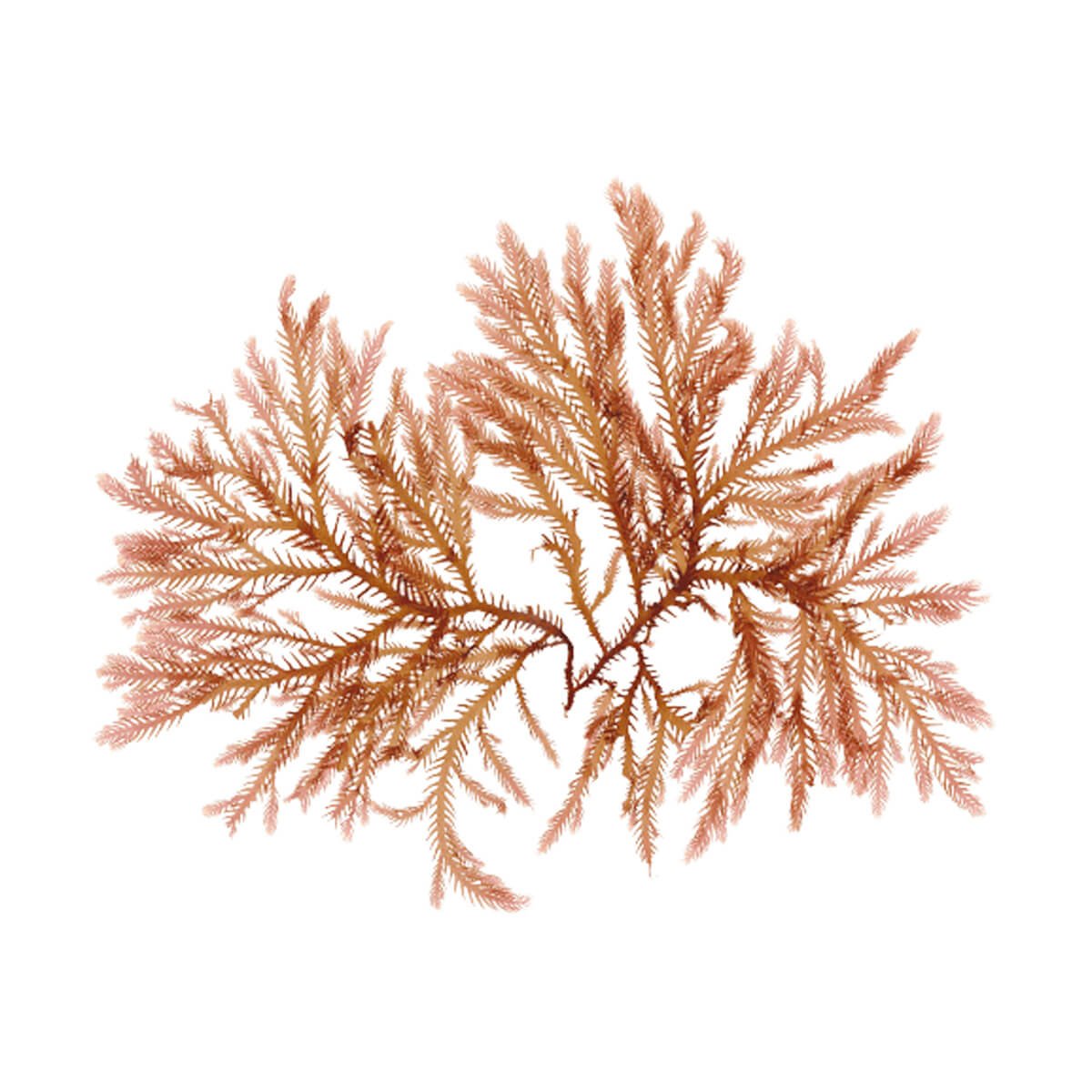 Balsam pentru Hidratare - L'Alga Seaboost —