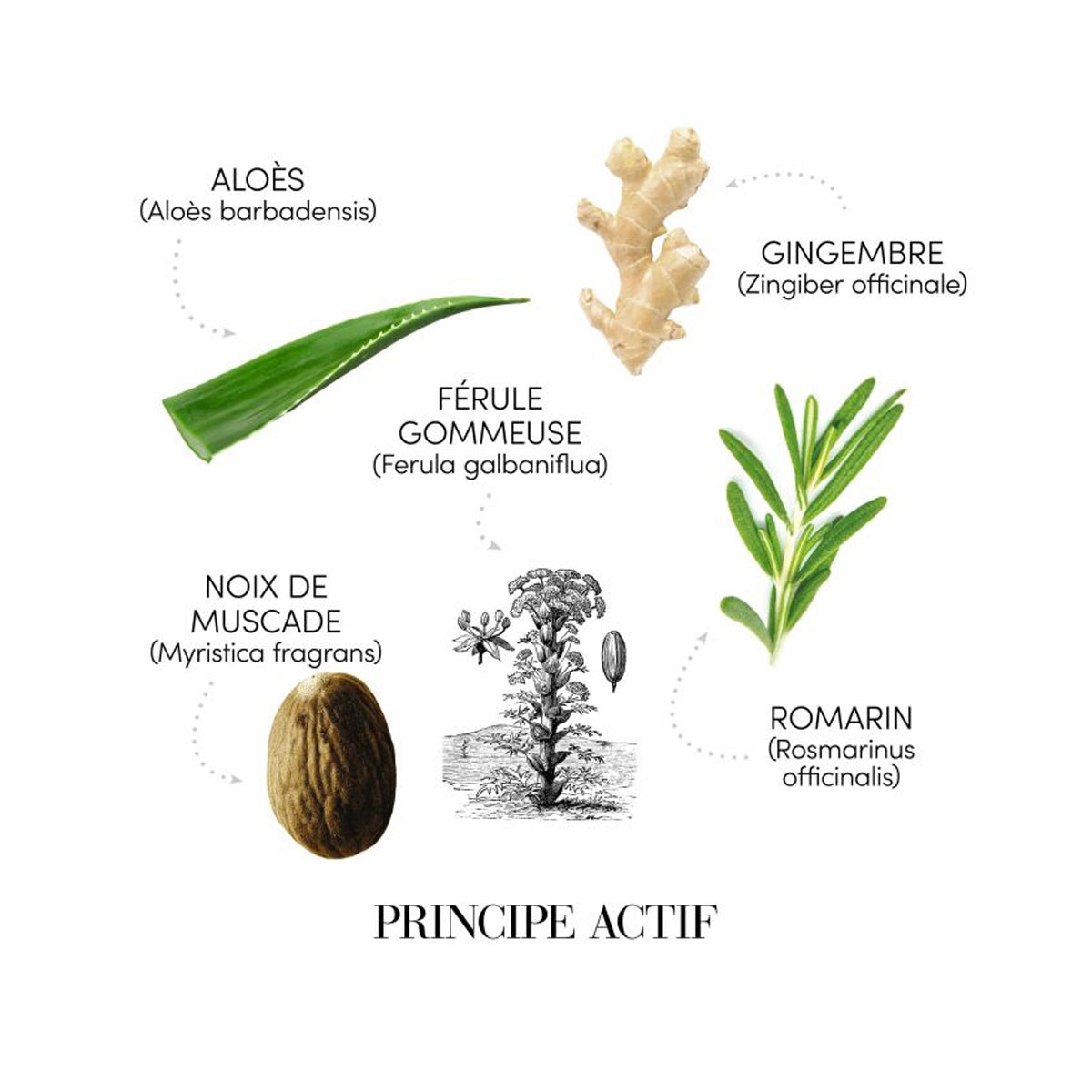 Fiole antimatreata Medavita Puroxine, antiseptic, anti mancarimi, formula fara clatire, 12x6ml
